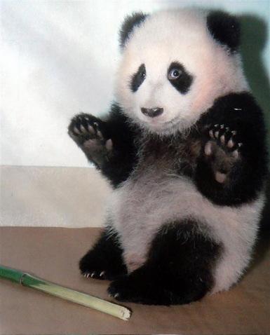 Panda nav lācisbet gan... Autors: coldasice Interesanti fakti