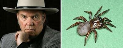 Myrmekiaphila Neilyoungi... Autors: elements Dzīvnieki, kurus nosauca slavenību vārdos.