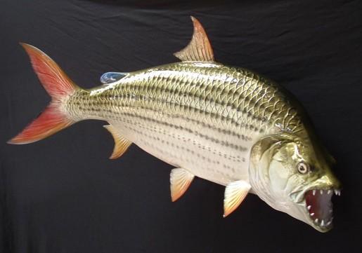 Autors: Beastly Nu ļoti nelāgs radījums mīt Kongo upē