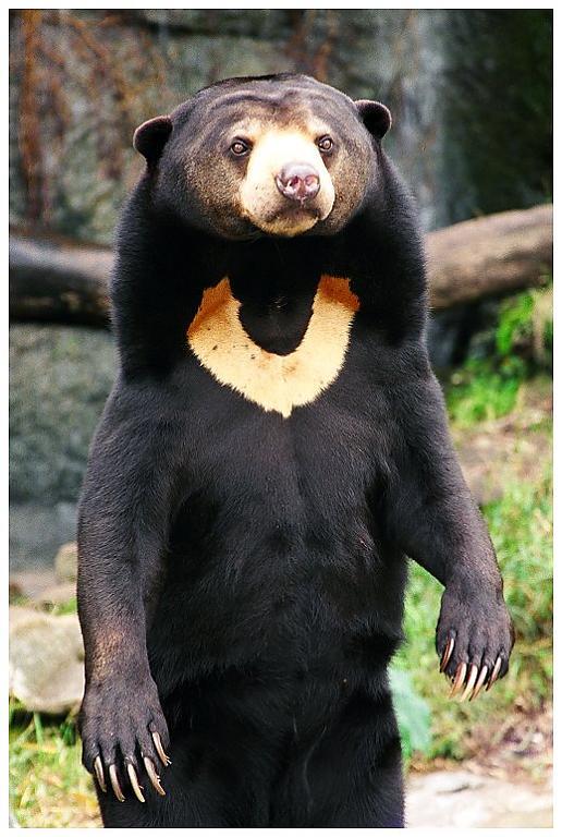 2 Saules lācis Sun Bear jeb... Autors: VinijsPūks 25 pasaules jocīgākie dzīvnieki