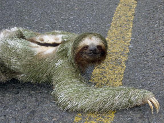 6 Sliņķis Sloth jeb Folivora Autors: VinijsPūks 25 pasaules jocīgākie dzīvnieki