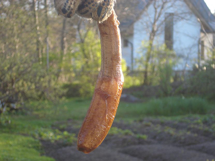 Turpretī kā redzams augšējā... Autors: varenskrauklis Kas notiek, ja banānu ieliek kolā?
