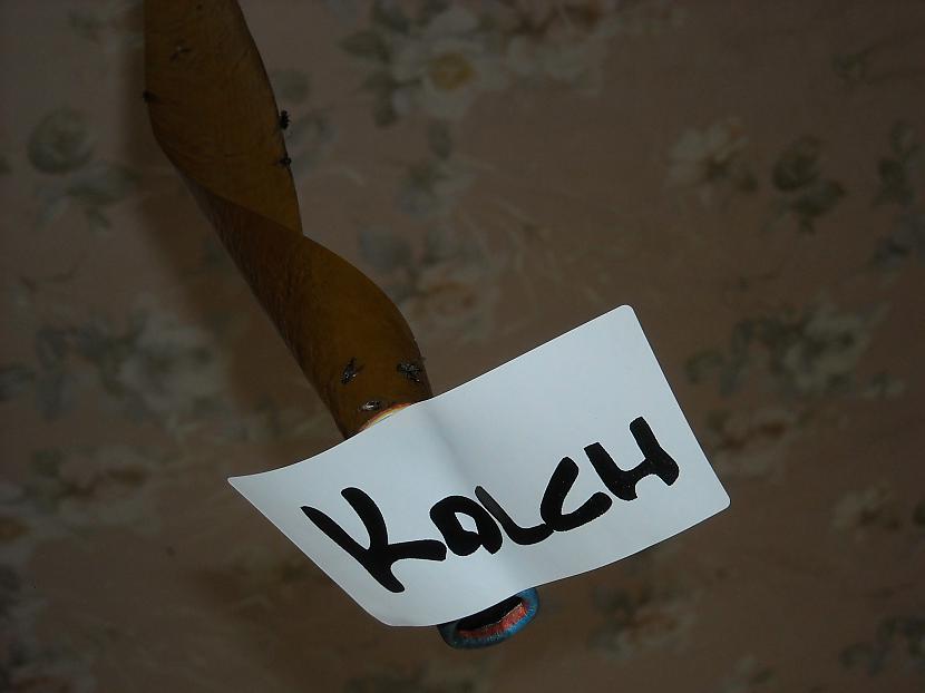 Autors: Kolch Papīrs mušām.