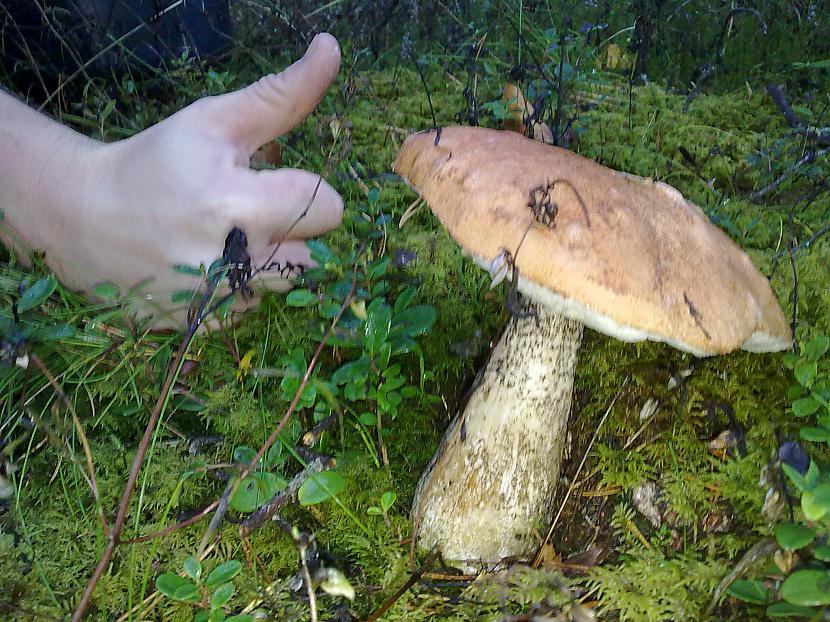 Autors: LNT Degpunkts Rudens - sēņu laiks