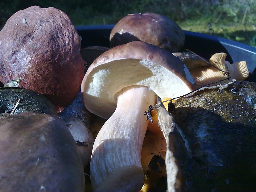 redz kur spainīts jau pilns Autors: LNT Degpunkts Rudens - sēņu laiks