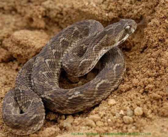 Saw Scaled Viper and Chain... Autors: qfd2 10 indīgākās čuskas pasaulē.