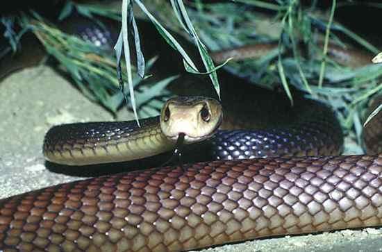Taipan Taipāns 4 indīgākā... Autors: qfd2 10 indīgākās čuskas pasaulē.