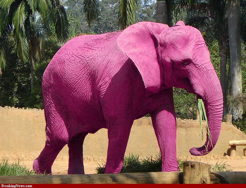 Attēlu rezultāti vaicājumam “rozā zilonis”