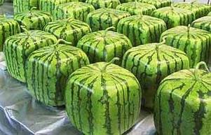 Arbūzu dzimtene ir Āfrika... Autors: Fosilija Intresanti-arbūzs,melone...
