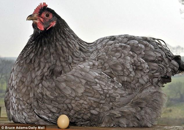  Scaronī ola ir nedaudz... Autors: pofig Izdēta mazākā vistas ola Pasaulē