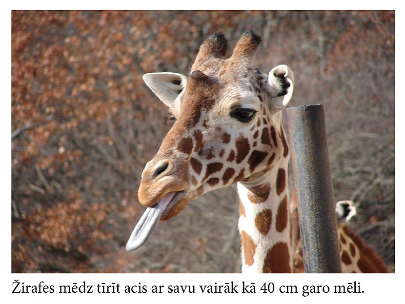 Autors: Mūsdienu domātājs Fakti, kas iedzīs tevi šokā...