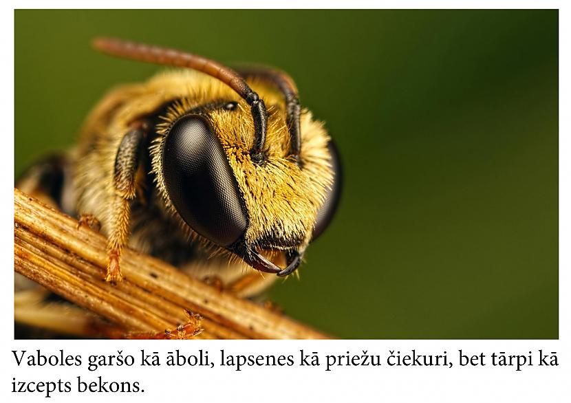 Autors: Mūsdienu domātājs Fakti, kas iedzīs tevi šokā... (3)