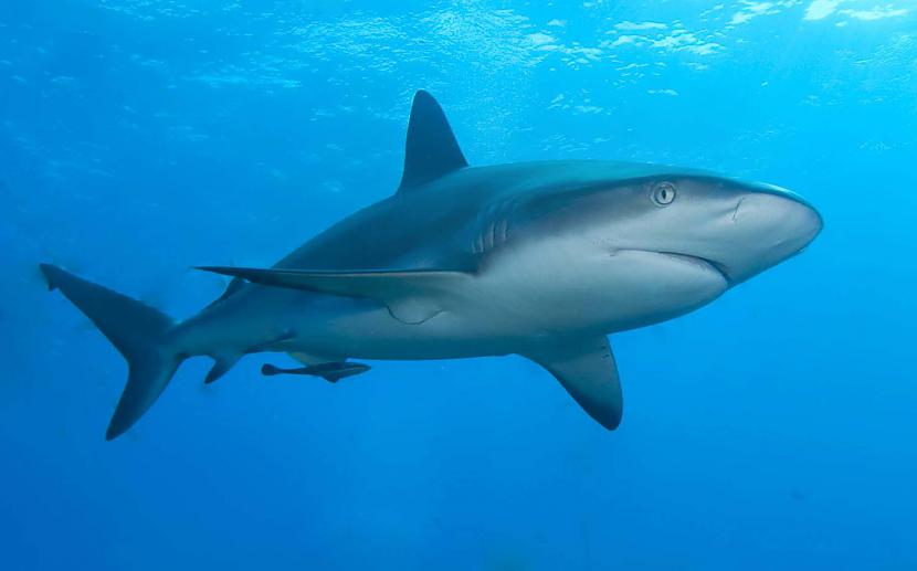 Haizivs ir vienīgā zivs kas... Autors: Ķazis 15 interesanti fakti.