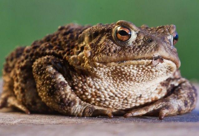 Mīts Pieskaroties krupim tu... Autors: EiroCents 8 NEPATIESI MĪTI, kurus Tev stāstīja bērnībā!