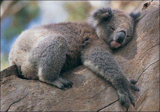 Karstās dienās Koalas apķer... Autors: Laciz FAKTI par Tevi un Taviem mājdzīvniekiem!