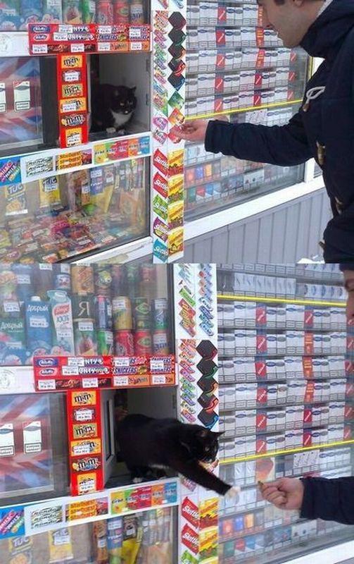  Autors: Lielais Lempis Asorti šodienai.