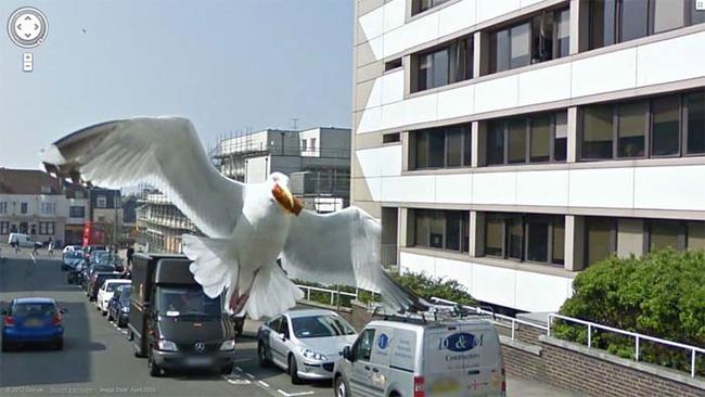 Kaija gatava nolaisties... Autors: Zutēns Google Maps LABĀKIE ķērieni!!!