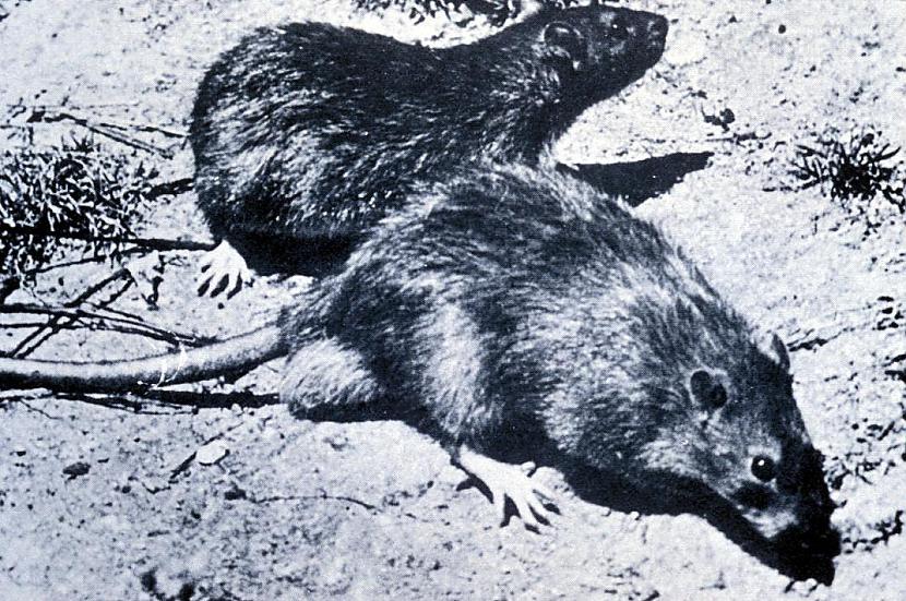 Cilvēkam kurscaron bija... Autors: WhatDoesTheFoxSay 10 notikumi, kuri gandrīz iznīcināja pasauli