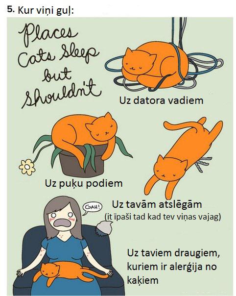 Autors: Sulīgais Mandarīns Kaķu komiksi
