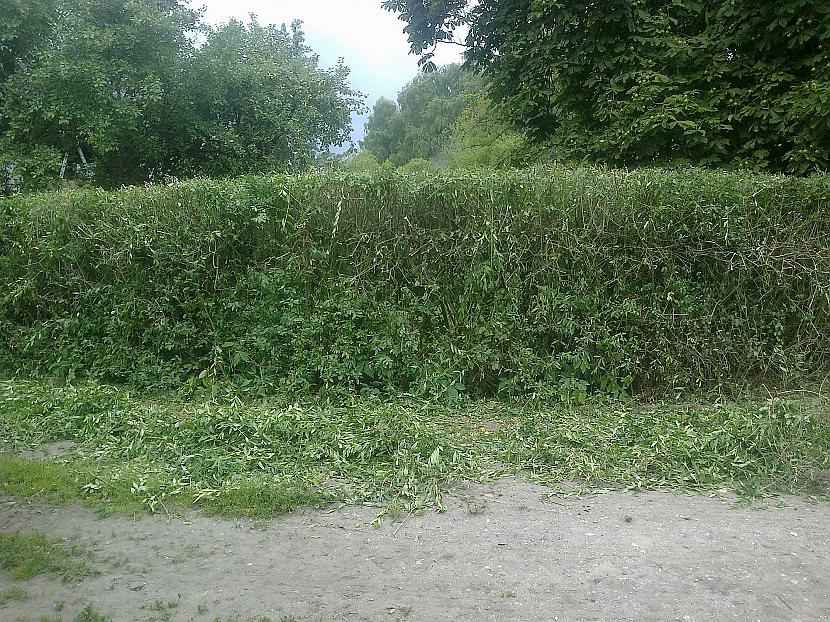 Skats no priekscaronpises... Autors: KOMANDI3RIS Motorzāģis kā dzīvžog šķēres! Ātri, lēti un vienkārši.