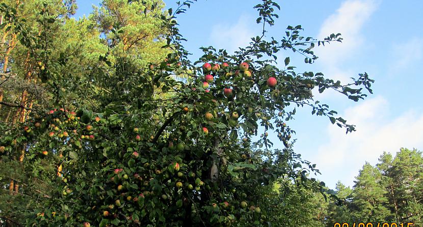 Kā teica mana kaimiņiene ka... Autors: rasiks Rudenīga vārdu spēle