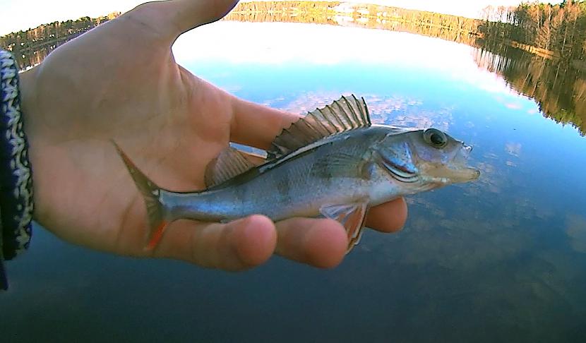 Autors: Artfilm Dabas bērns - Asaru cope (perch fishing)