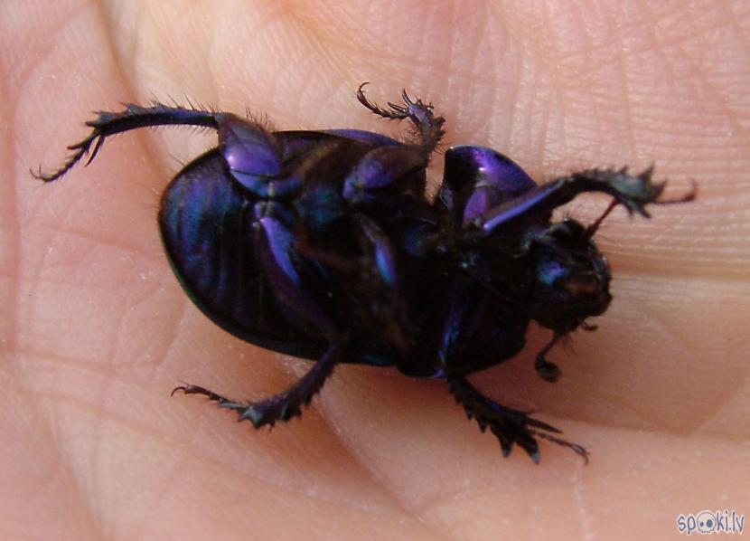 Autors: Strāvonis Akacene