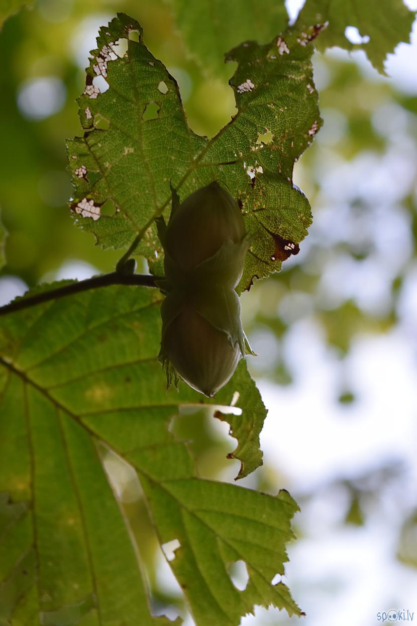 Autors: Strāvonis Lazda