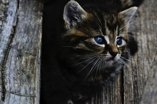 9 Kaķi redz spokus Visi... Autors: Daivids 10 fakti par spokiem