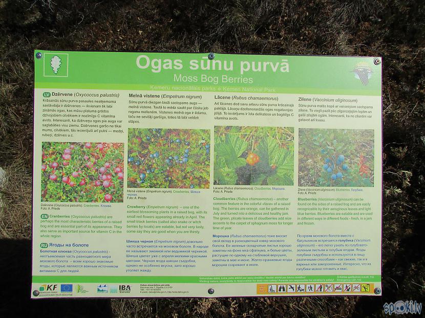 Autors: pyrathe Pastaiga pa Ķemeru tīreļa laipu taku
