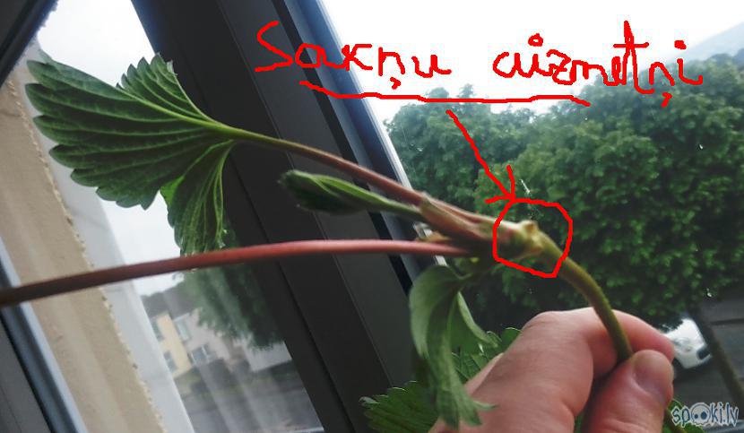 Autors: Strāvonis Zemeņu stādu pavairošana, zemeņu atjaunošana