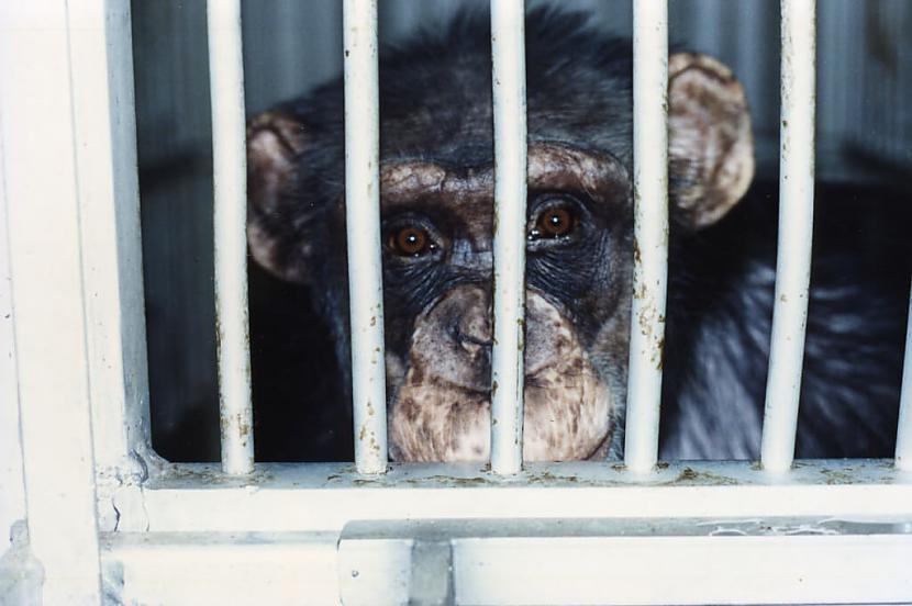 Scaronimpanzes  mūsu tuvākie... Autors: Daivids 10 visbriesmīgākās lietas, ko vēl joprojām dara ar dzīvniekiem