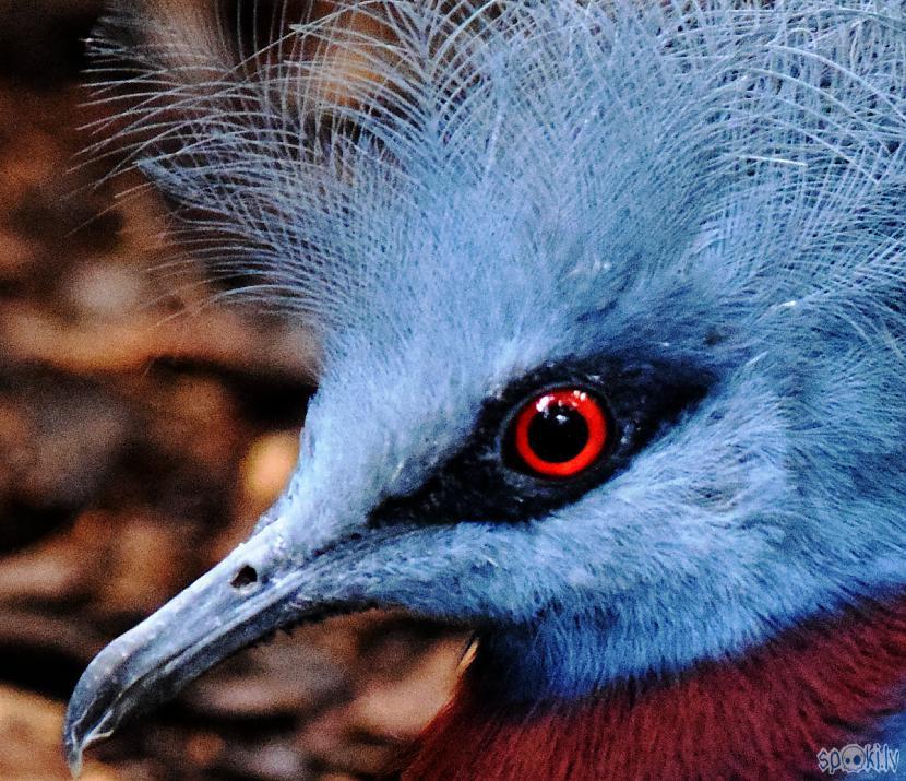 Autors: Strāvonis Sarkanacu balodis