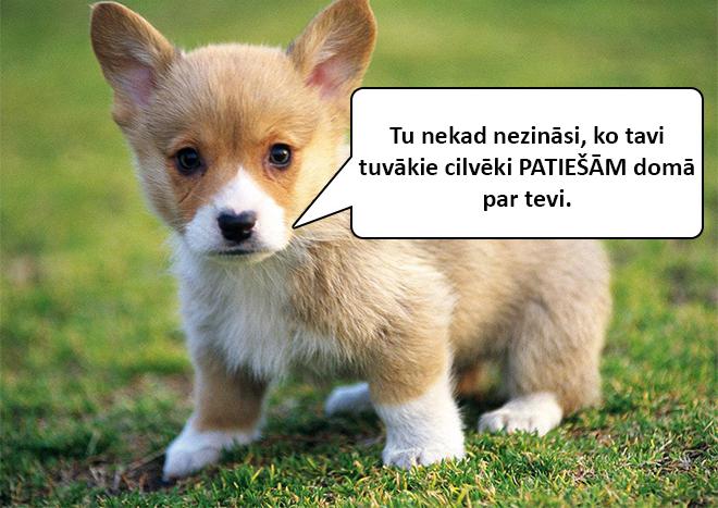 Autors: matilde Dzīvnieku mazuļi atklās tev skarbo dzīves patiesību