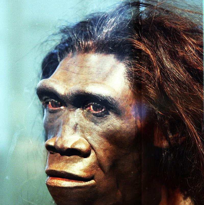 Homo erectusPirms 16... Autors: andza512 Aizvēsturiskie cilvēki