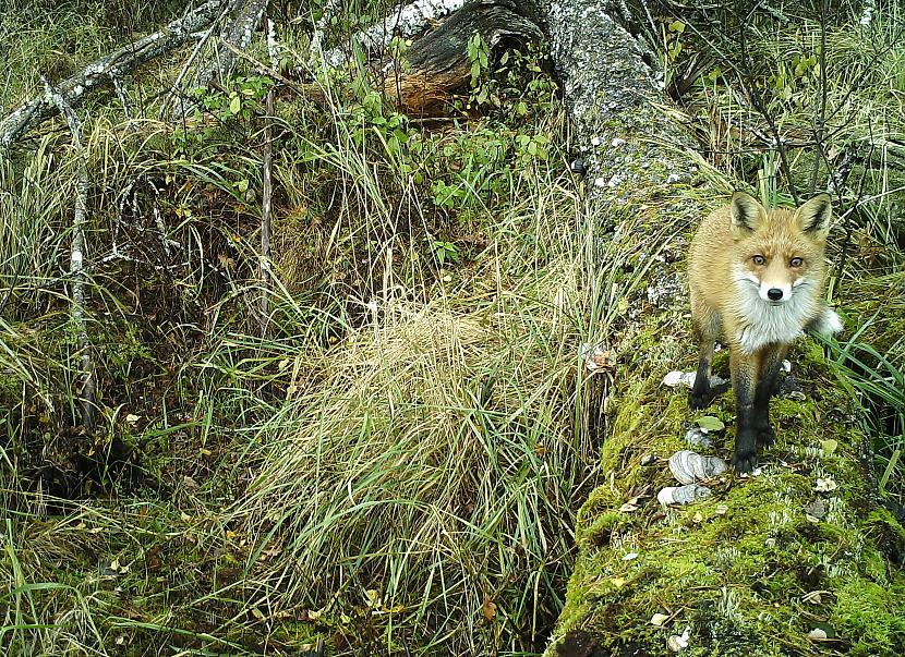 Autors: willowlv Meža kamera