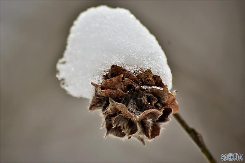 Autors: Mr.Sīpoliņš Fotogrāfijas #3