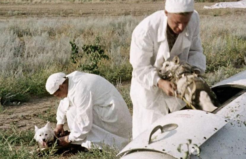 Belka un Strelka pirmās... Autors: Lestets 23 neparastākas bildes ar vēsturiskām personām