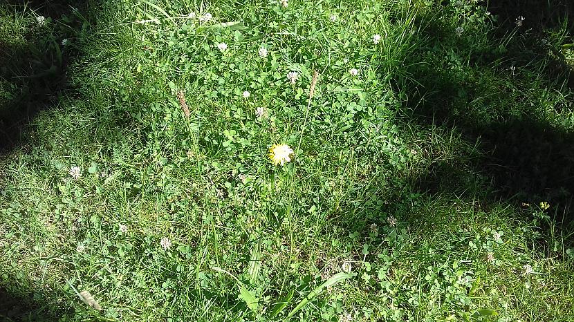 Fotogēniska puķe saules staros Autors: Griffith Ērkšķaina paradīze.
