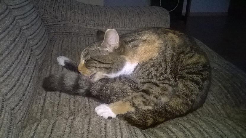 Zobenzobu tīģeris skaitās kā... Autors: EV1TA Tev uzbrūk zombiji un priekšmets pa kreisi no Tevis ir Tavs ierocis. Kas tas ir?
