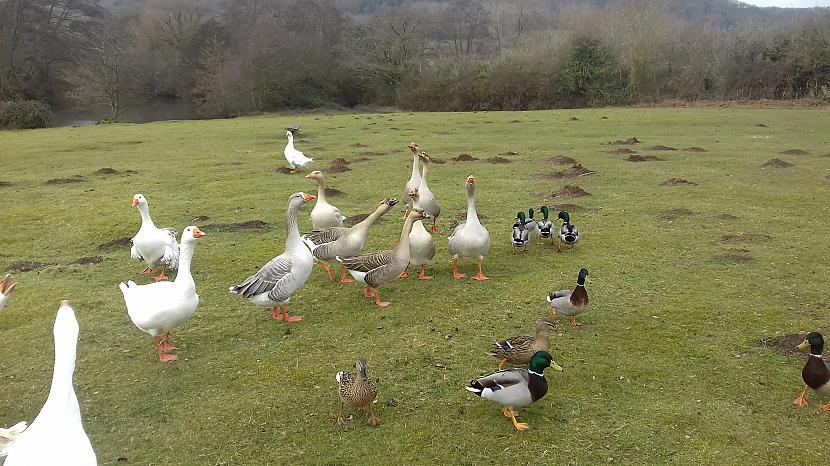 Autors: Griffith Hollybed Common, Malvern, Worcestershire - lauku reģions.
