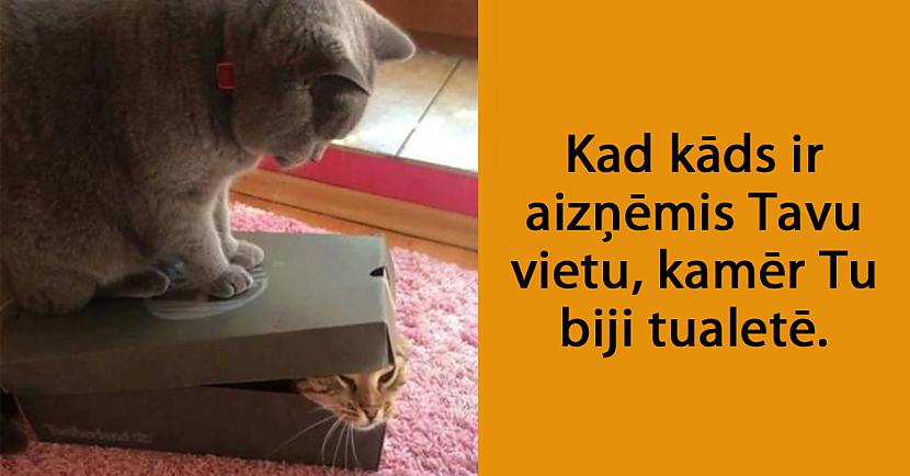 Autors: matilde 24 attēli, kas pierāda to, ka mājdzīvnieki ir tie paši cilvēki tikai ar kažoku