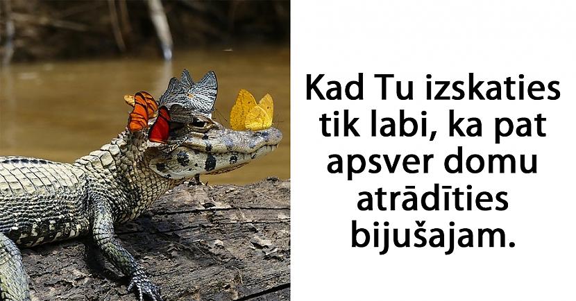 Autors: matilde 24 attēli, kas pierāda to, ka mājdzīvnieki ir tie paši cilvēki tikai ar kažoku