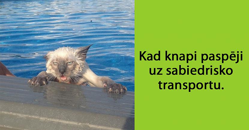 Autors: matilde 24 attēli, kas pierāda to, ka mājdzīvnieki ir tie paši cilvēki tikai ar kažoku