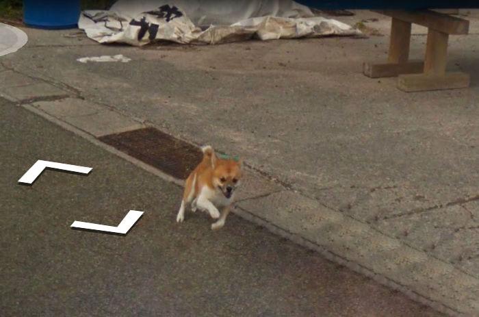 Autors: matilde Skaties kā Japānā kāds suns centās noķert «Google Street View» automašīnu