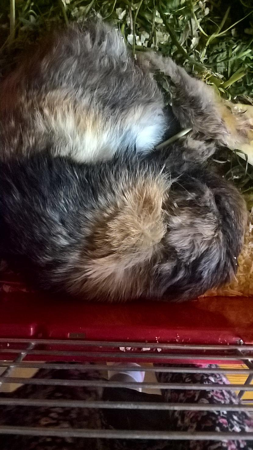 Nabaga Rūsiņš Vairāk tev nav... Autors: Agutiņš Nekas nav mūžīgs...