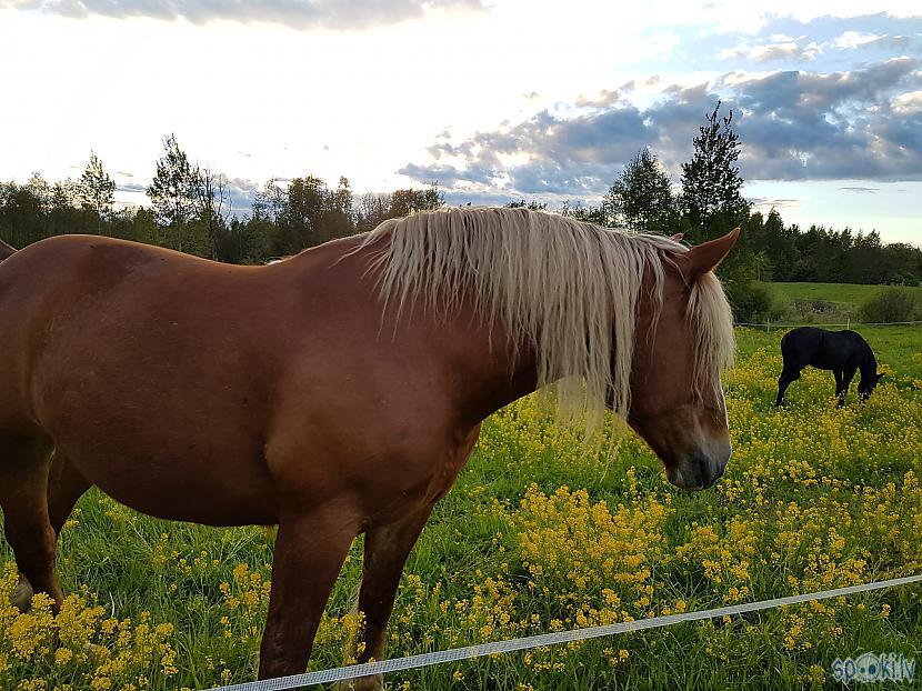 Autors: Fosilija Pirmo reizi viņa mani pievīla.