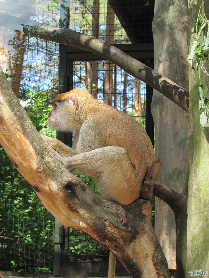 Autors: pyrathe Rīgas ZOO (svētdienas pastaiga)