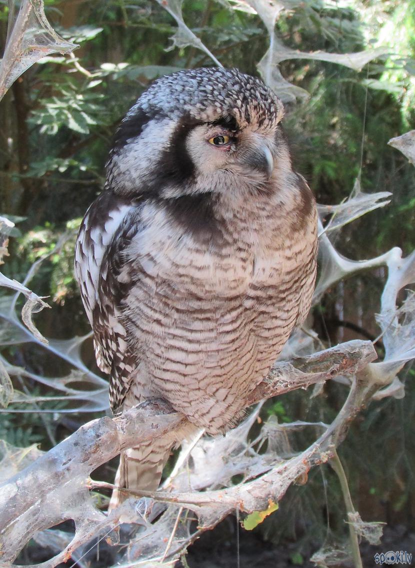 Autors: pyrathe Rīgas ZOO (svētdienas pastaiga)