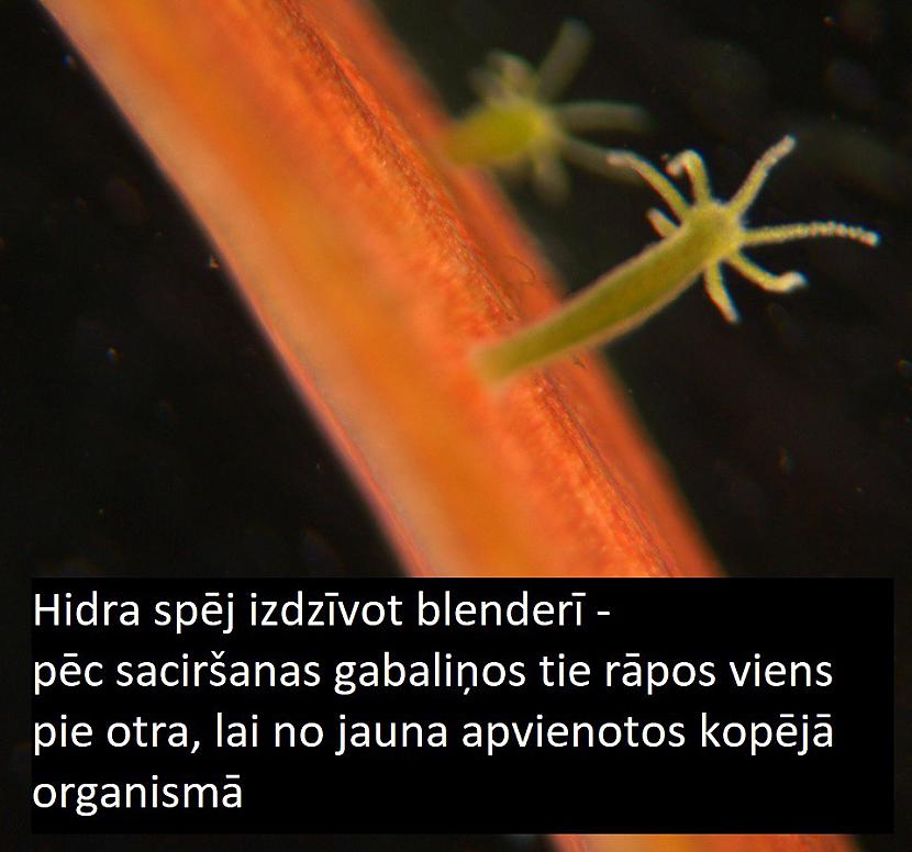 Foto Wikipedia Autors: Lestets Interesanti un, varbūt, noderīgi fakti